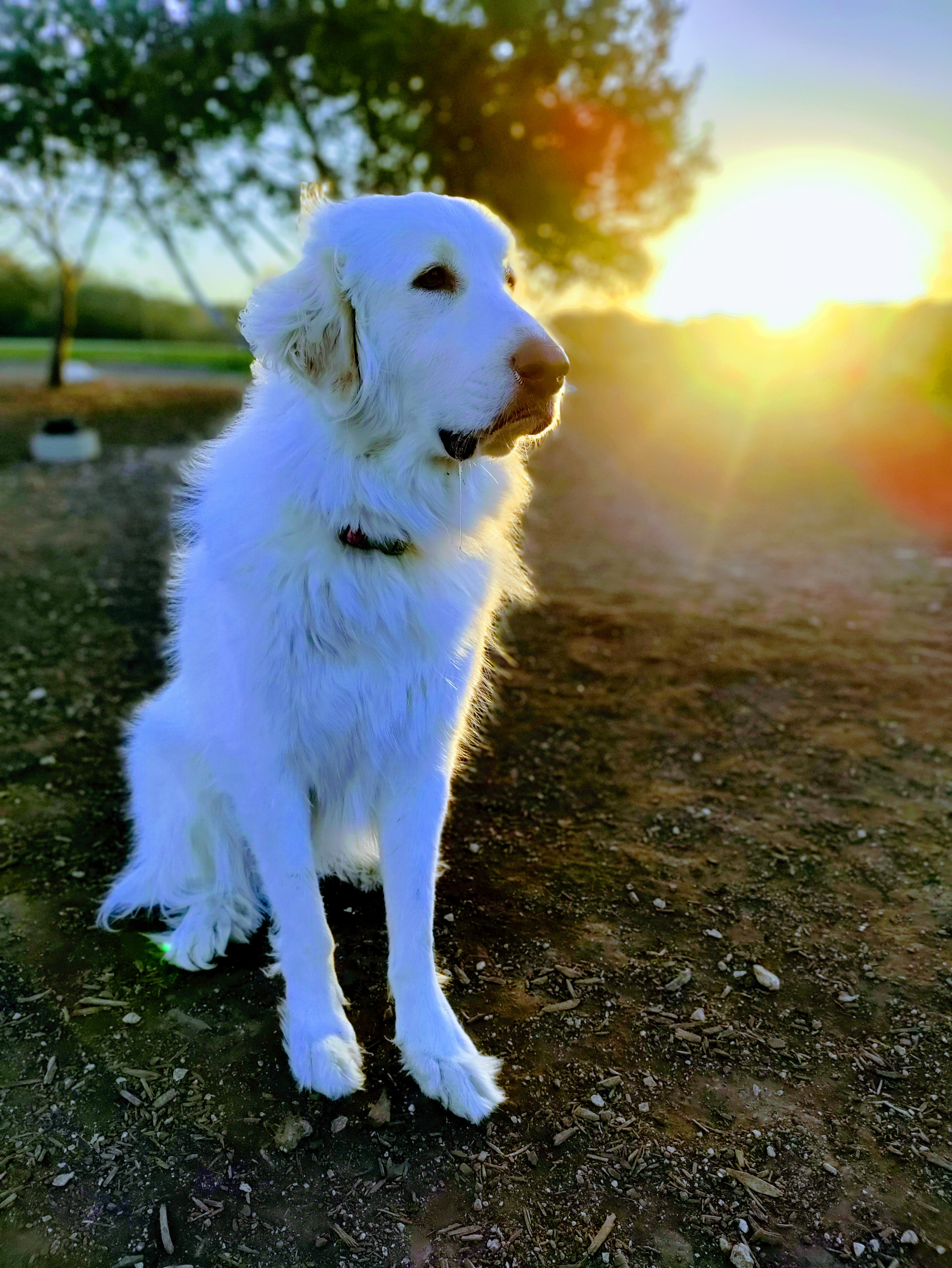 Merlin — our Great Pyrenees — at sunrise in San Antonio